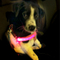 Rechargeable Glowing LED Pet Dog Cat Harness Safety Leash